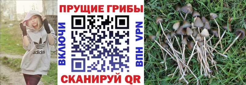 Псилоцибиновые грибы Psilocybe  Билибино 